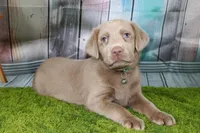 Valentina, a female Labrador Retriever for sale in Stockton, MO – Photo 7 of 10