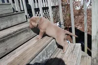 Valentina, a female Labrador Retriever for sale in Stockton, MO – Photo 5 of 10