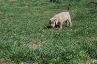 Valentina, a female Labrador Retriever for sale in Stockton, MO – Photo 2 of 10