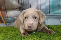 Valentina, a female Labrador Retriever for sale in Stockton, MO – Photo 8 of 10