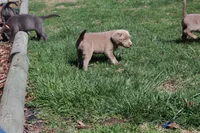 Valentina, a female Labrador Retriever for sale in Stockton, MO – Photo 3 of 10