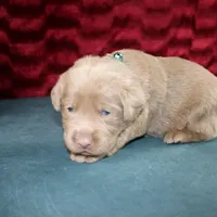 Valentina, a female Labrador Retriever for sale in Stockton, MO – Photo 9 of 10