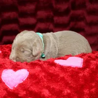 Valentina, a female Labrador Retriever for sale in Stockton, MO – Photo 10 of 10