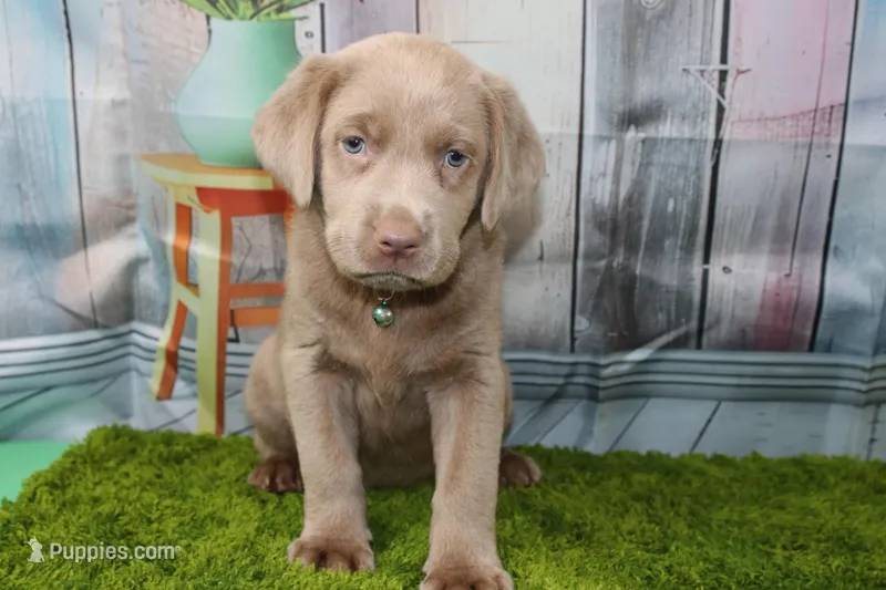 Valentina – Labrador Retriever puppy for sale in Stockton, MO