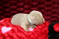 processed/46b25f3f-8205-4c3e-9f19-7d4c37302470/listing/a152b8e2-cf89-444a-951c-5bef0cbd08d1/f2032ec9-7ed5-471c-8865-d8eeb3384b76