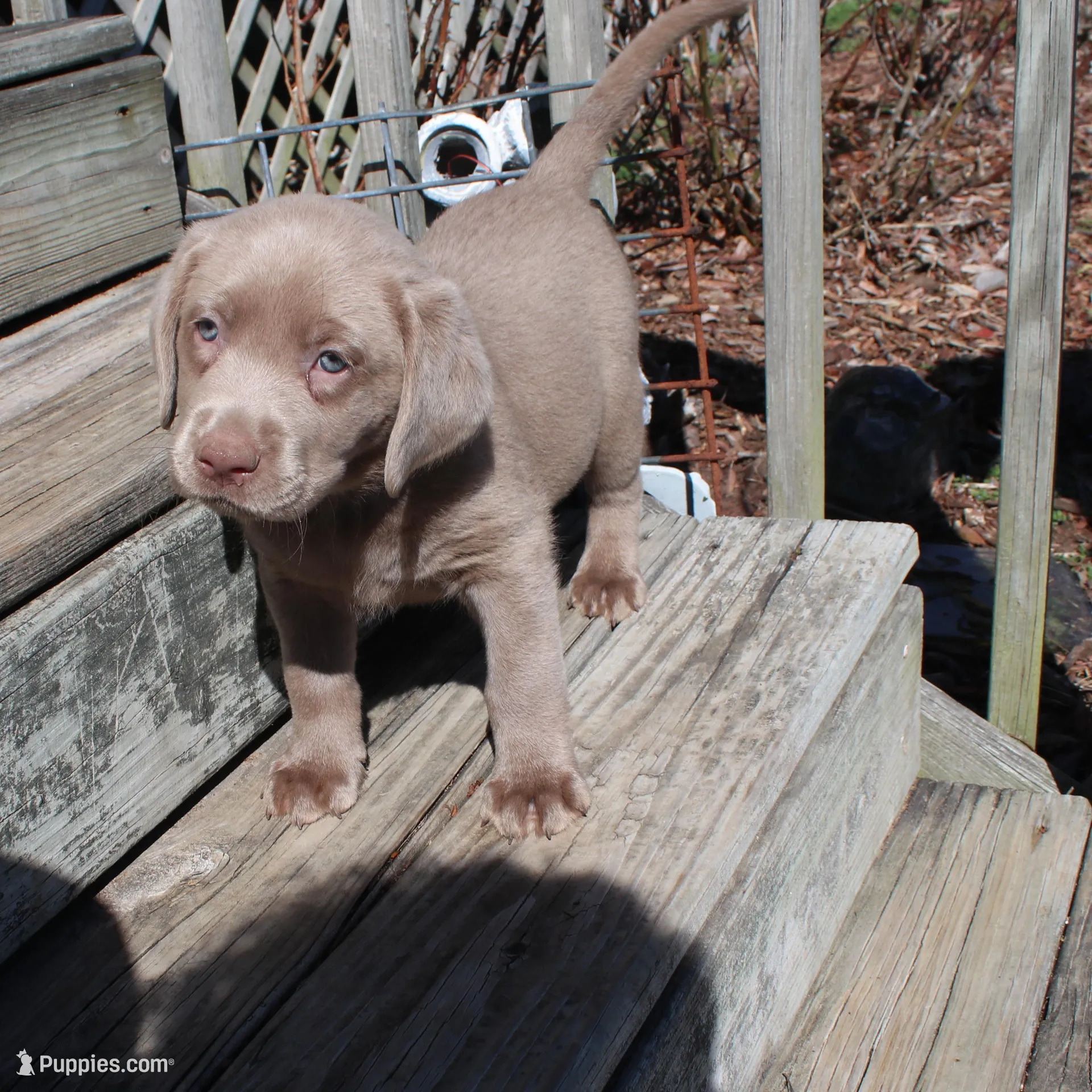 Valentina, a female Labrador Retriever for sale in Stockton, MO – Photo 1 of 10