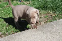 Valentina, a female Labrador Retriever for sale in Stockton, MO – Photo 4 of 10