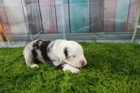 George, a male Miniature Australian Shepherd for sale in Stockton, MO – 5 of 6