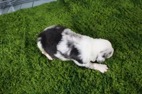 Freedom, a female Miniature Australian Shepherd for sale in Stockton, MO – 2 of 5