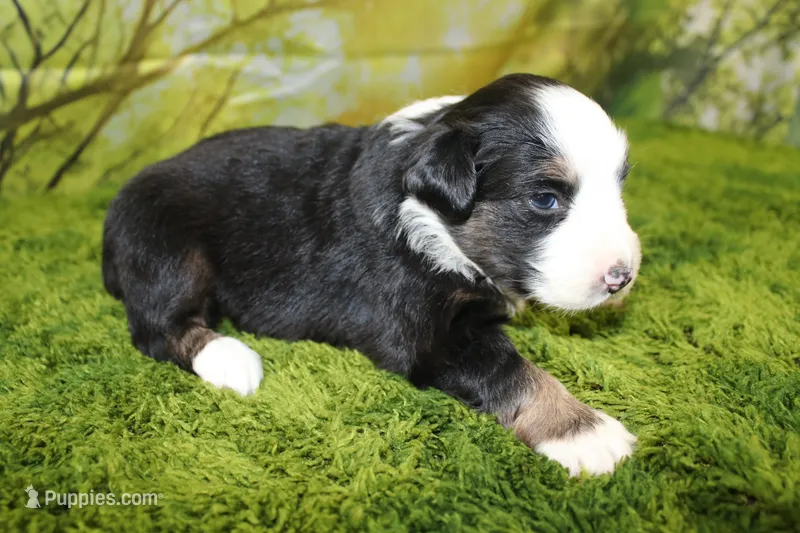 Jubilee – Miniature Australian Shepherd puppy for sale in Stockton, MO