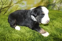 Jubilee, a female Miniature Australian Shepherd for sale in Stockton, MO – 6 of 10