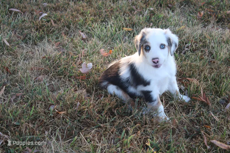 Freedom – Miniature Australian Shepherd puppy for sale in Stockton, MO