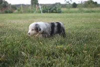 George, a male Miniature Australian Shepherd for sale in Stockton, MO – 7 of 10