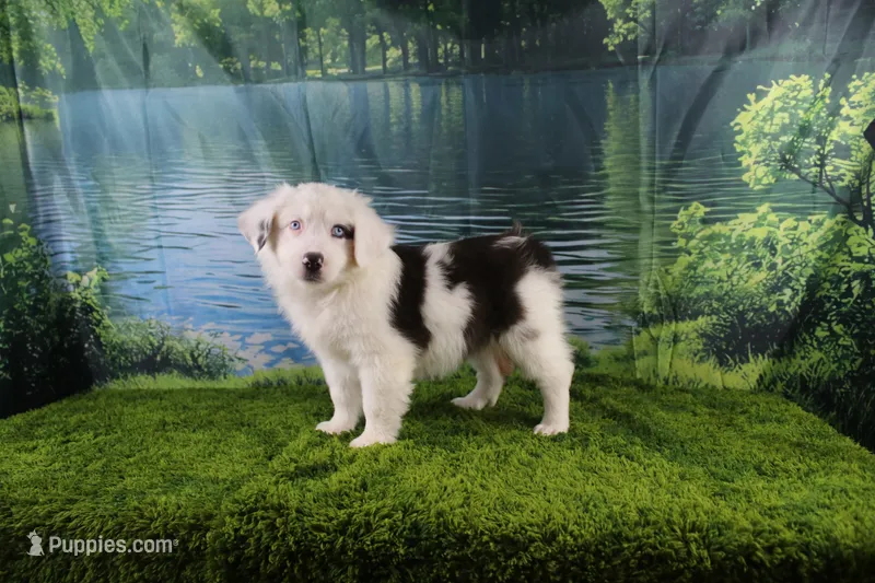 Irene – Miniature Australian Shepherd puppy for sale in Stockton, MO