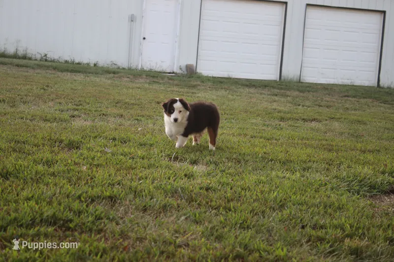 Ellis – Miniature Australian Shepherd puppy for sale in Stockton, MO