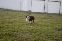 Ellis, a male Miniature Australian Shepherd for sale in Stockton, MO – 1 of 10