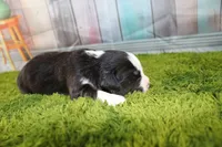 Liberty, a female Miniature Australian Shepherd for sale in Stockton, MO – 2 of 5
