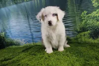 Irene, a female Miniature Australian Shepherd for sale in Stockton, MO – 3 of 10