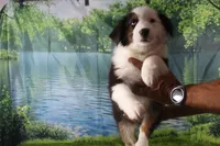 Ellis, a male Miniature Australian Shepherd for sale in Stockton, MO – 4 of 10