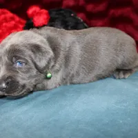Desiree, a female Labrador Retriever for sale in Stockton, MO – Photo 3 of 7