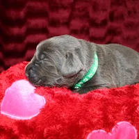 Desiree, a female Labrador Retriever for sale in Stockton, MO – Photo 7 of 7