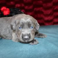 Desiree, a female Labrador Retriever for sale in Stockton, MO – Photo 2 of 7