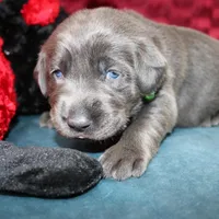 Desiree, a female Labrador Retriever for sale in Stockton, MO – Photo 1 of 7