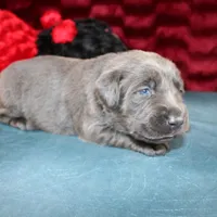 Desiree, a female Labrador Retriever for sale in Stockton, MO – Photo 4 of 7