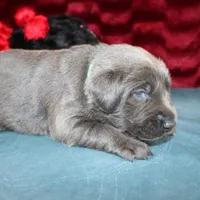 Desiree, a female Labrador Retriever for sale in Stockton, MO – Photo 5 of 7