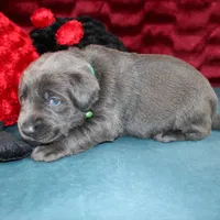 Desiree, a female Labrador Retriever for sale in Stockton, MO – Photo 6 of 7