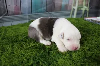 Irene, a female Miniature Australian Shepherd for sale in Stockton, MO – 6 of 6