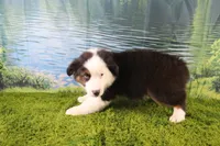 Ellis, a male Miniature Australian Shepherd for sale in Stockton, MO – 9 of 10