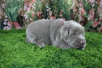 Frost, a female Labrador Retriever for sale in Stockton, MO – 2 of 6