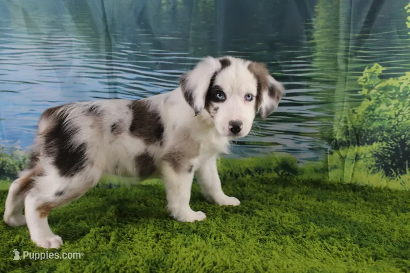 Harriett – Miniature Australian Shepherd puppy for sale in Stockton, MO