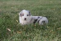 America, a male Miniature Australian Shepherd for sale in Stockton, MO – 6 of 10