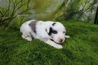 Harriett, a female Miniature Australian Shepherd for sale in Stockton, MO – 9 of 10