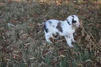 Harriett, a female Miniature Australian Shepherd for sale in Stockton, MO – 7 of 10