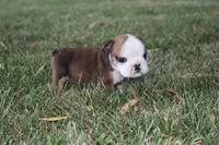 Kahli, a female English Bulldog for sale in Stockton, MO – 2 of 4