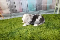 George, a male Miniature Australian Shepherd for sale in Stockton, MO – 3 of 6