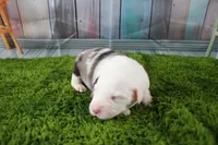 Boston, a male Miniature Australian Shepherd for sale in Stockton, MO – 4 of 6