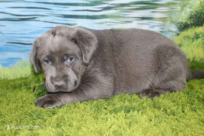Wren – Labrador Retriever puppy for sale in Stockton, MO