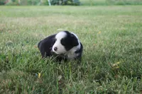 Jubilee, a female Miniature Australian Shepherd for sale in Stockton, MO – 5 of 10
