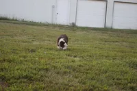 Ellis, a male Miniature Australian Shepherd for sale in Stockton, MO – 4 of 10