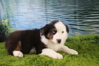 Ellis, a male Miniature Australian Shepherd for sale in Stockton, MO – 3 of 10