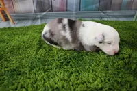 Boston, a male Miniature Australian Shepherd for sale in Stockton, MO – 2 of 6