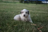 America, a male Miniature Australian Shepherd for sale in Stockton, MO – 8 of 10