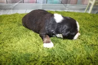 Jubilee, a female Miniature Australian Shepherd for sale in Stockton, MO – 6 of 7