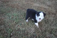 Ellis, a male Miniature Australian Shepherd for sale in Stockton, MO – 6 of 10