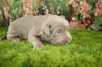 Ember, a female Labrador Retriever for sale in Stockton, MO – 4 of 7