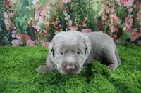 Misty, a female Labrador Retriever for sale in Stockton, MO – 5 of 5